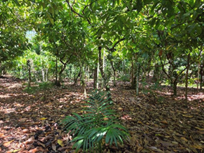 Capa de Cooperativas de bioeconomia: um estudo sobre suas contribuições para a inclusão produtiva e o desenvolvimento sustentável no Estado do Pará